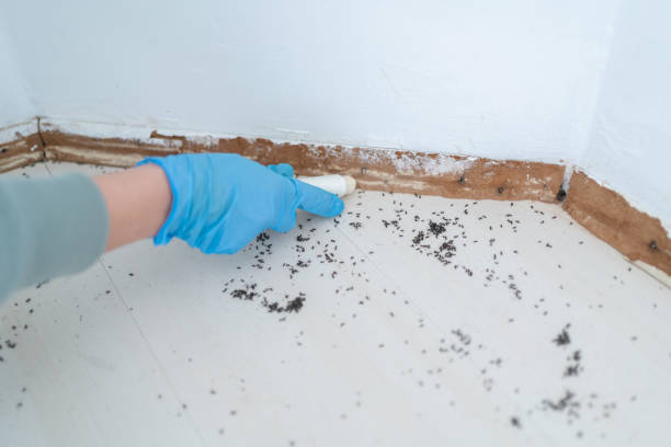 Best Pest Control for Restaurants  in Clendenin, WV